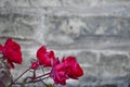 Red Roses, Stone Wall Background Royalty Free Stock Photo
