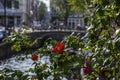Red roses on the street in Amsterdam