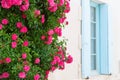Red roses with blue blinds Royalty Free Stock Photo