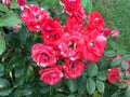 Red roses after summer rain