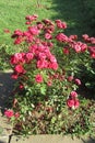 Red roses on sunny day in my front yard. Kragujevac, Serbia Royalty Free Stock Photo