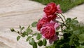 red roses on a sunny spring day