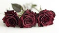 Red Roses Trio: Symbolic of Passion, Love, and Devotion - Isolated on White Background Royalty Free Stock Photo