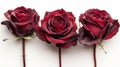 Red Roses Trio: Symbolic of Passion, Love, and Devotion - Isolated on White Background Royalty Free Stock Photo