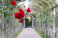  red roses in a tunnel made of flowers at Schonbrunn Palace Garden in Vienna Austria. Selected focus