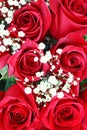 Red roses . Valentines day