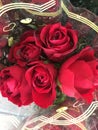 Red roses Valentines Royalty Free Stock Photo