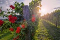 Red roses and vineyard in Vipava valley, Slovenia Royalty Free Stock Photo