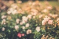 Red roses in vintage toned filter for romantic background Royalty Free Stock Photo