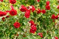 Red roses in Volksgarten Vienna