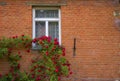 Red roses and wall