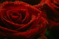 Red roses with water drops Royalty Free Stock Photo