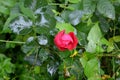 Red roses and water drops.Nice flowers in the garden in midsummer, in a sunny day. Green landscape