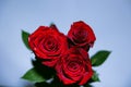 red roses with water drops petals against background green leaves blue splash
