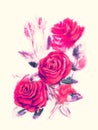 Red roses - watercolor painting on beige background Royalty Free Stock Photo