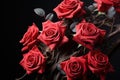 Red roses weaved in a symbolic bond, valentine, dating and love proposal image Royalty Free Stock Photo