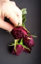 Hand with dried red roses. Withered flowers over dark background.