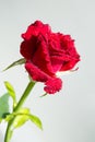 Red roses on a white background .