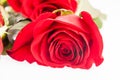 Red roses on white background Royalty Free Stock Photo