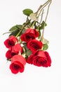 Red roses on white background Royalty Free Stock Photo