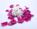 White rose and red plets Royalty Free Stock Photo