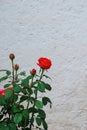 Red roses bush against white stone wall Royalty Free Stock Photo