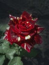 Red roses with white stripes Abracadabra