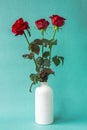 Red roses in a white vase on a turquoise background. Fresh bright bouquet as a gift Royalty Free Stock Photo