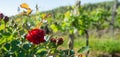 Red roses and wood post with vines in Bordeaux vineyard. New grape buds and young leafs in spring growing with roses in Royalty Free Stock Photo