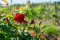 Red roses and wood post with vines in Bordeaux vineyard. New grape buds and young leafs in spring growing with roses in Royalty Free Stock Photo