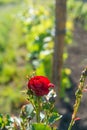 Red roses and wood post with vines in Bordeaux vineyard. New grape buds and young leafs in spring growing with roses in Royalty Free Stock Photo