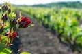 Red roses and wood post with vines in Bordeaux vineyard. New grape buds and young leafs in spring growing with roses in Royalty Free Stock Photo