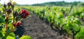 Red roses and wood post with vines in Bordeaux vineyard. New grape buds and young leafs in spring growing with roses in Royalty Free Stock Photo