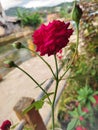 red roses in the yard Royalty Free Stock Photo