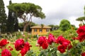 Red roses in the yard Royalty Free Stock Photo