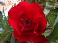 Red roses in the yard Royalty Free Stock Photo