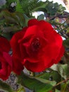 Red roses in the yard Rosa Centifolia Royalty Free Stock Photo