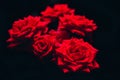 Red rosses isolated on black background Royalty Free Stock Photo