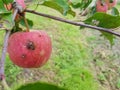 Red rotten apples are hanging on a branch in the garden. An apple eaten by parasites hangs on a tree Royalty Free Stock Photo