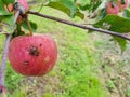 Red rotten apples are hanging on a branch in the garden. An apple eaten by parasites hangs on a tree Royalty Free Stock Photo