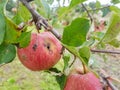 Red rotten apples are hanging on a branch in the garden. An apple eaten by parasites hangs on a tree Royalty Free Stock Photo