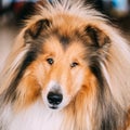 Red Rough Collie Dog