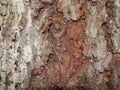 Red rough. cracked bark of an old blue spruce. frontal view. canyons. Rough tree bark horizontal format Royalty Free Stock Photo