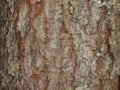 Red rough. cracked bark of an old blue spruce. frontal view. canyons. Rough tree bark horizontal format Royalty Free Stock Photo