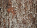 Red rough. cracked bark of an old blue spruce. frontal view. canyons. Rough tree bark horizontal format Royalty Free Stock Photo