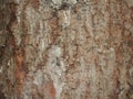 Red rough. cracked bark of an old blue spruce. frontal view. canyons. Rough tree bark horizontal format Royalty Free Stock Photo