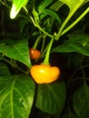 Red round chili in natural plant