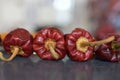 Hot and spicy Red round chillies on the abstract background Royalty Free Stock Photo