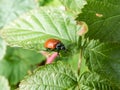 Red, round and ladybird-like broad-shouldered leaf beetle (Chrysomela populi)