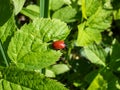 Red, round and ladybird-like broad-shouldered leaf beetle (Chrysomela populi) sitting on green leaf